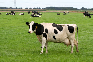 Intermountain West Dairy Cow Blend